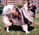 Wolfsspitz klein04