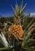 Ananas03