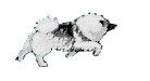 keeshond10